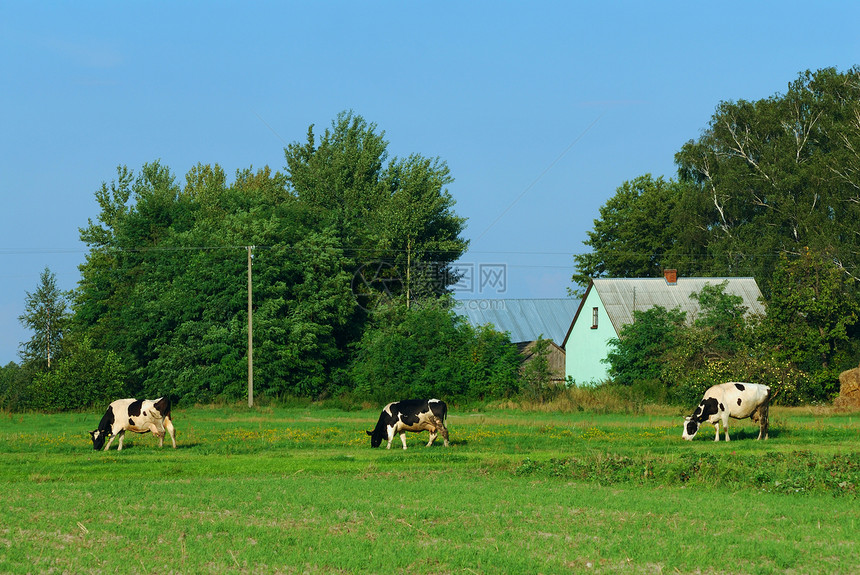 奶牛动物哺乳动物房子乡村农场国家绿色牛肉牧场草地图片