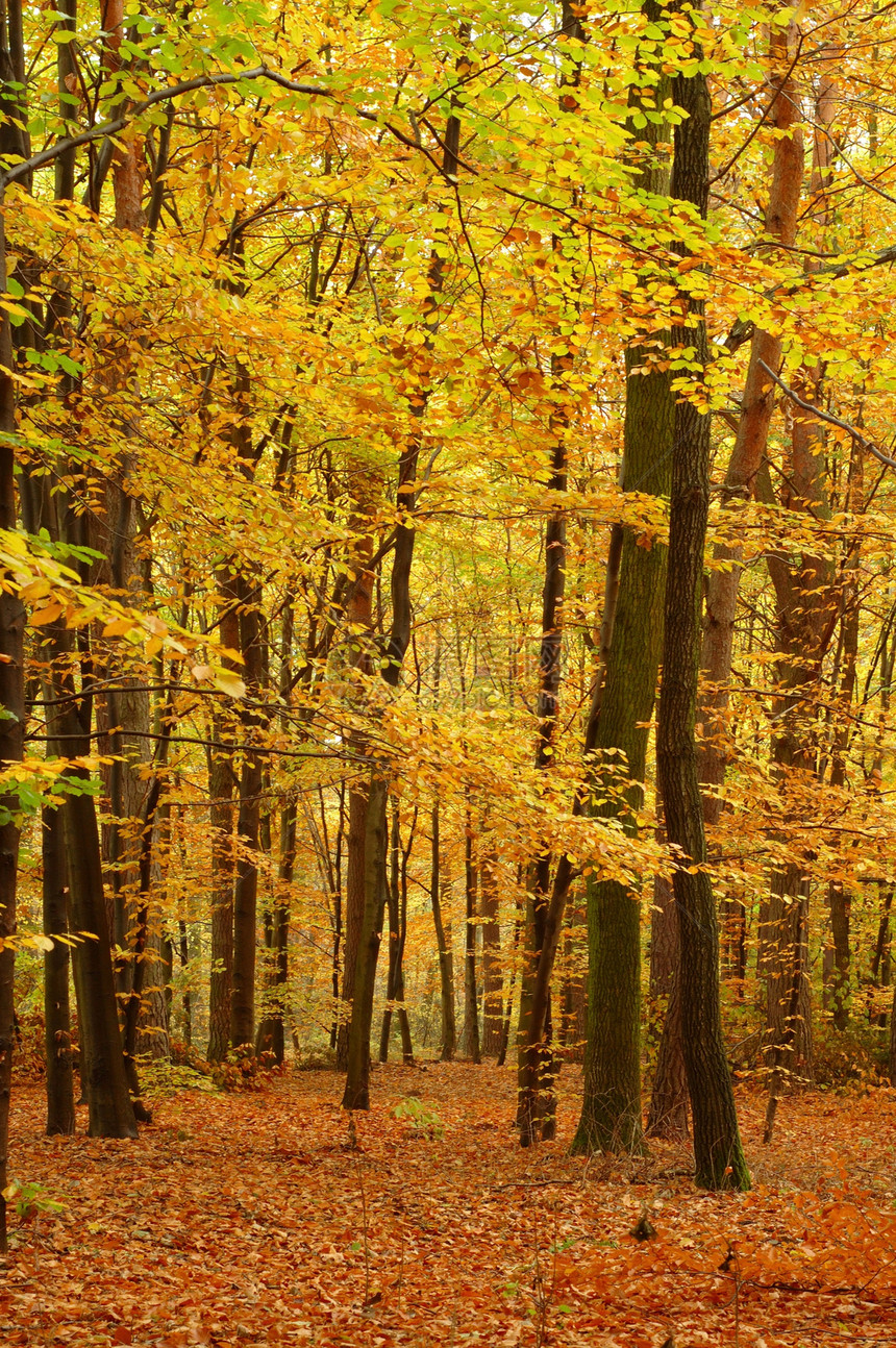 秋落颜色棕色树叶季节橙子树木公园图片