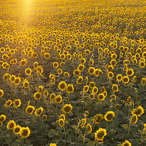 向日葵场场地太阳正方形黄色年度季节花朵生长菊科农村高清图片