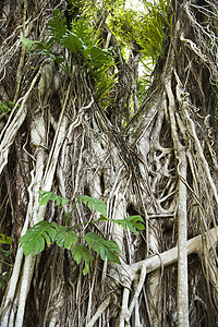 树根根树木森林藤蔓照片植物背景图片
