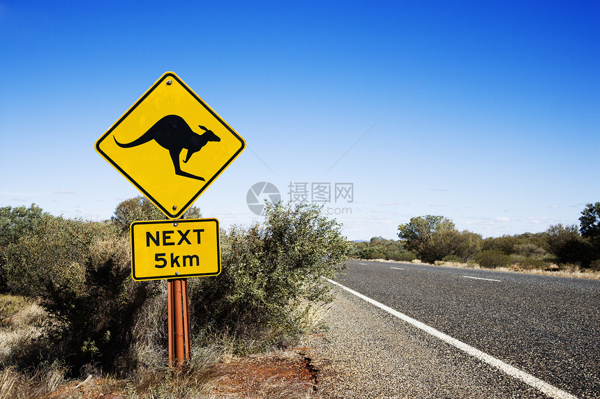 澳大利亚Kangaroo过境点图片