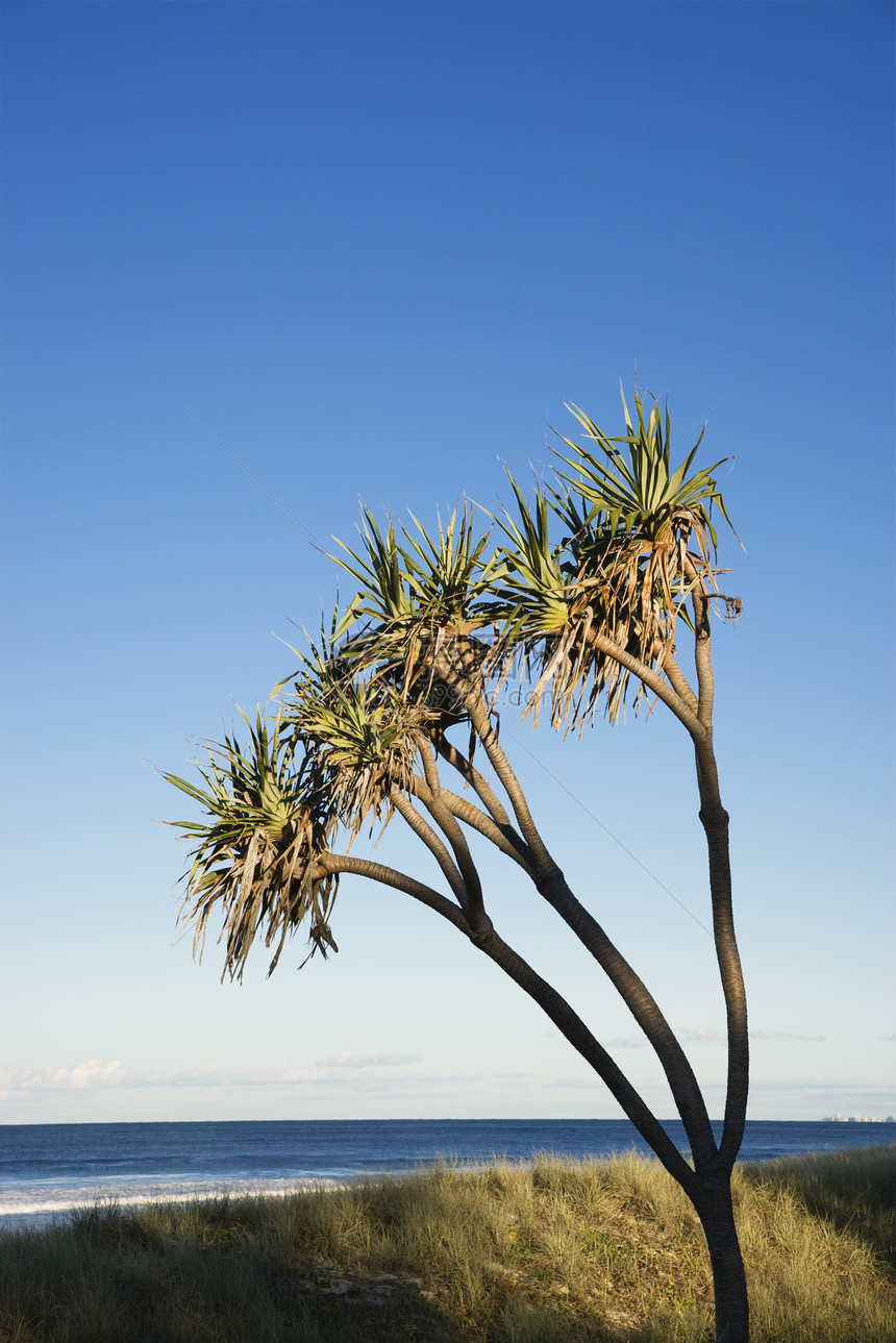 海滩上的树照片海岸天堂植物海洋棕榈冲浪者图片