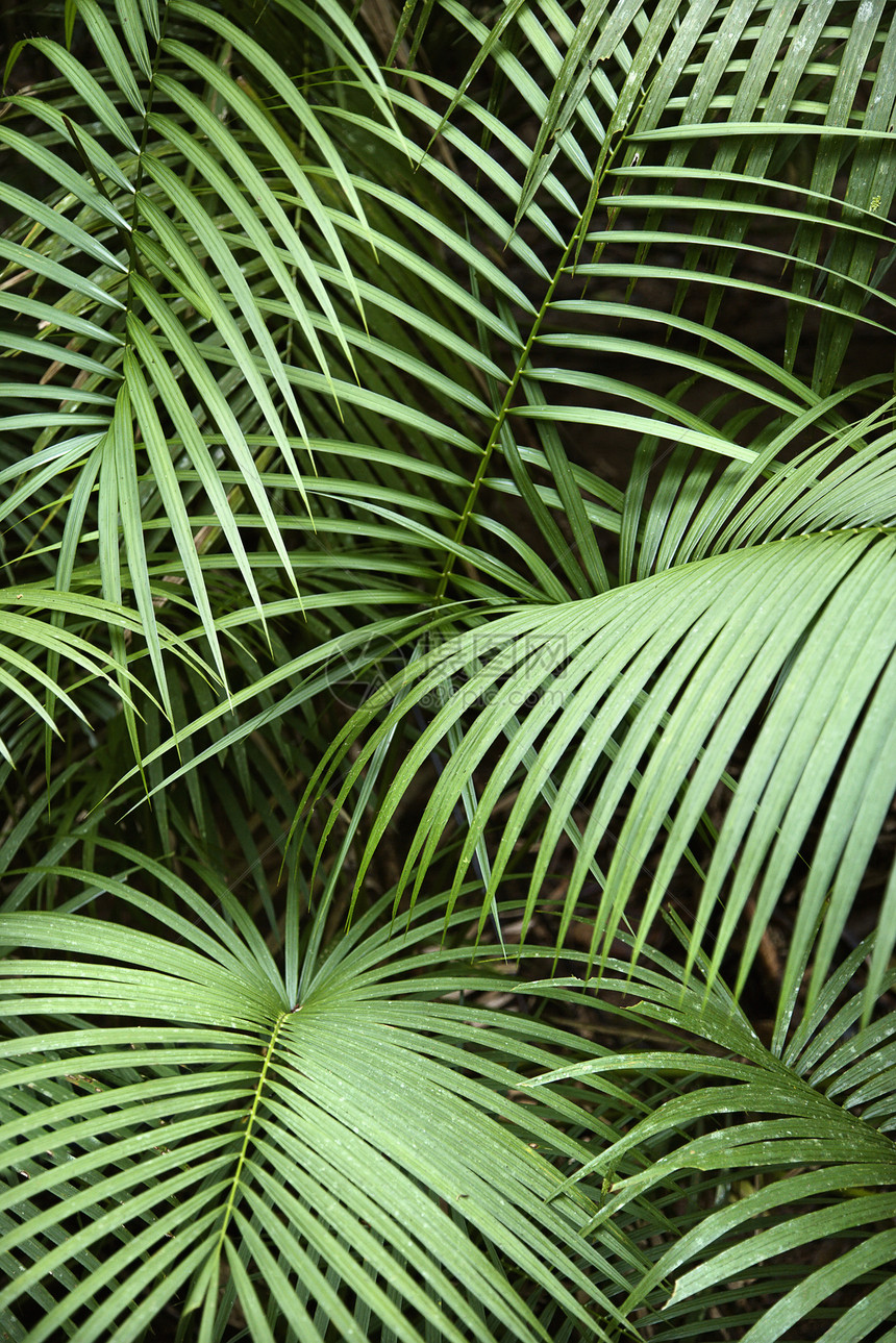 热带植物植被绿色雨林树叶蕨类叶子衬套图片