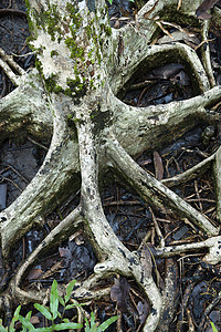植树根在水中高清图片
