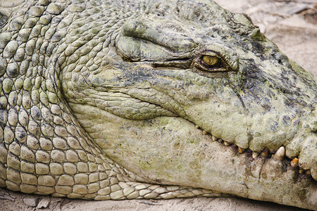 鳄鱼头山脊危险皮肤鳞片状水平照片动物荒野野生动物眼睛背景