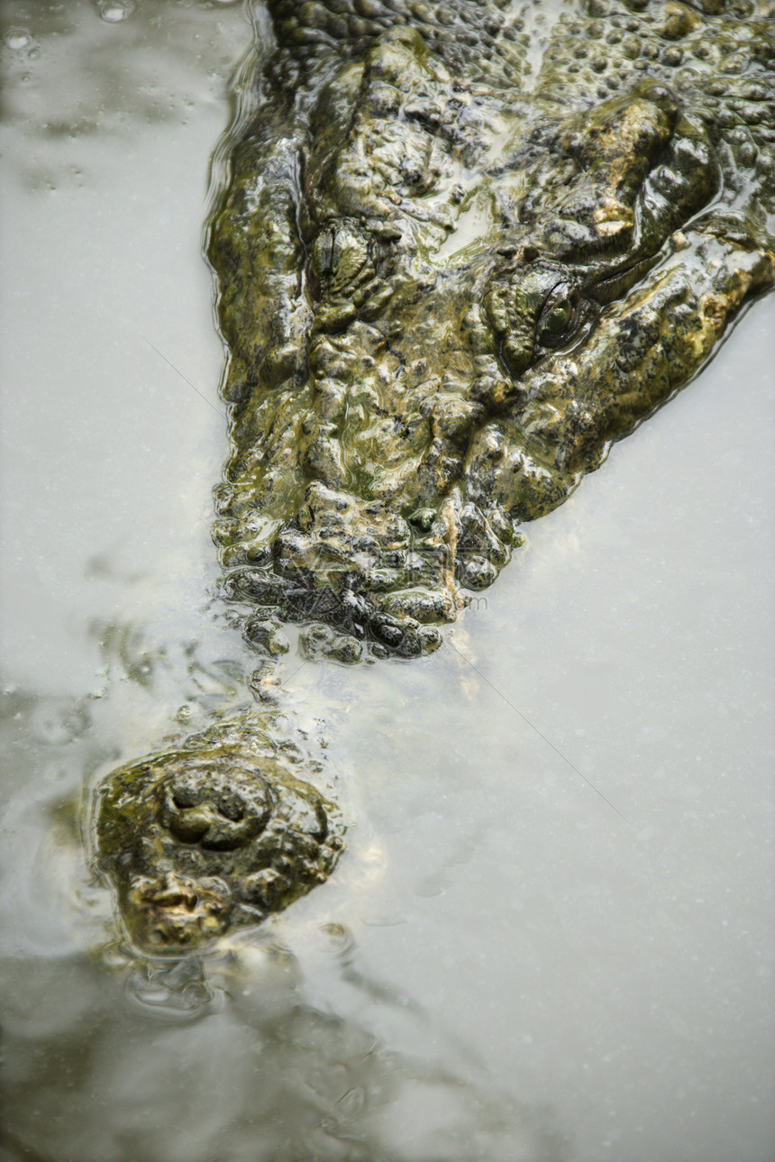 鳄鱼在水中荒野沼泽动物游泳野生动物皮肤鳞片状照片危险图片
