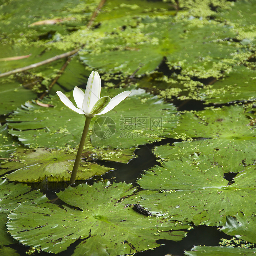 水里百合沼泽植被绿色荷花风景正方形照片植物池塘睡莲图片