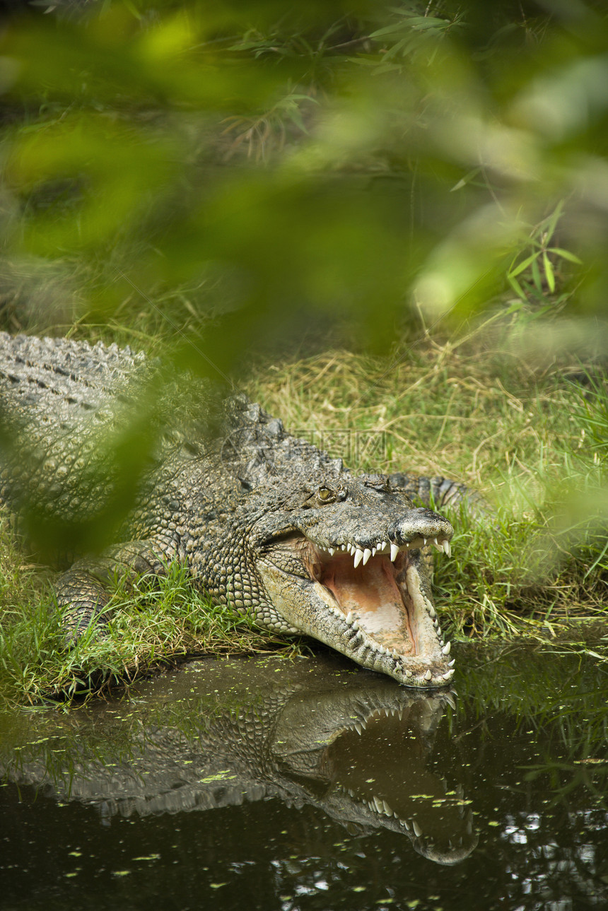鳄鱼张开嘴栖息地选择性动物沼泽危险野生动物绿色湿地荒野照片图片