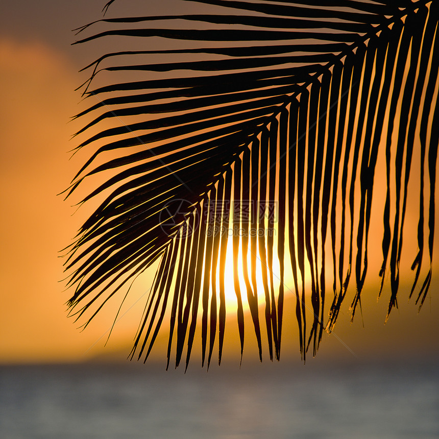 棕榈黄日落图片