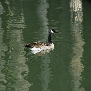 鸭子漂在湖上背景图片