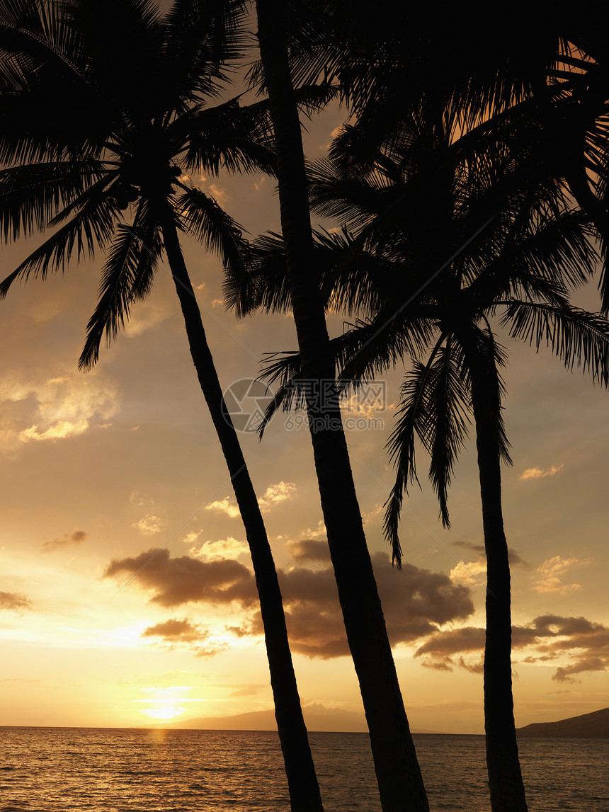 日落时棕榈树风景旅行假期太阳海洋黄色天空棕榈热带图片