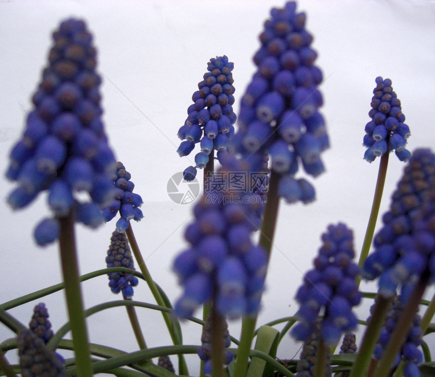 葡萄植物紫色花朵白色园艺蓝色生长植物学淡紫色花园图片