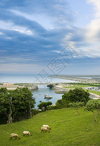 血管瘤绵羊羊肉生态母羊家畜场地农村树木蓝色羔羊食物背景