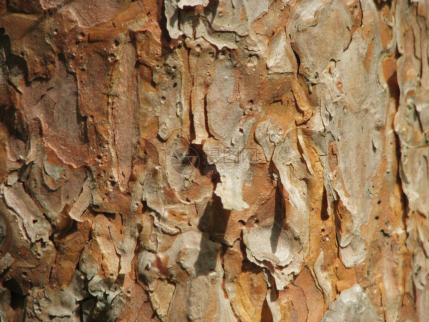 松树皮公园木头木材业纹理效果森林季节木材树林图片