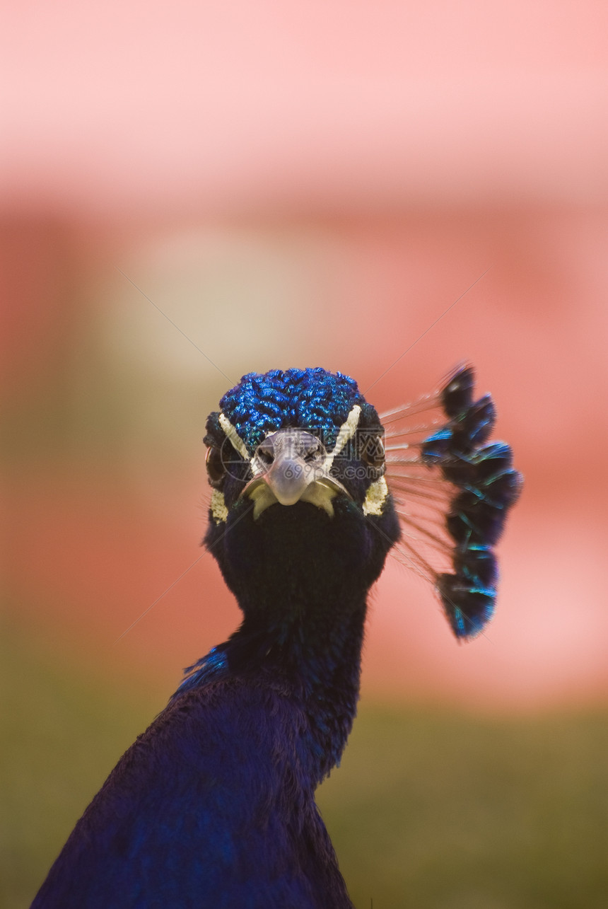 印度蓝孔雀克里斯蒂塔斯省男性蓝色孔雀鸡冠花眼睛图片