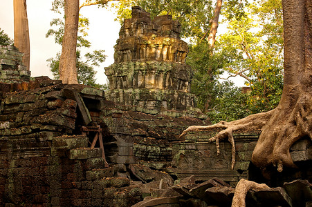 树木与古寺庙交织在一起高清图片
