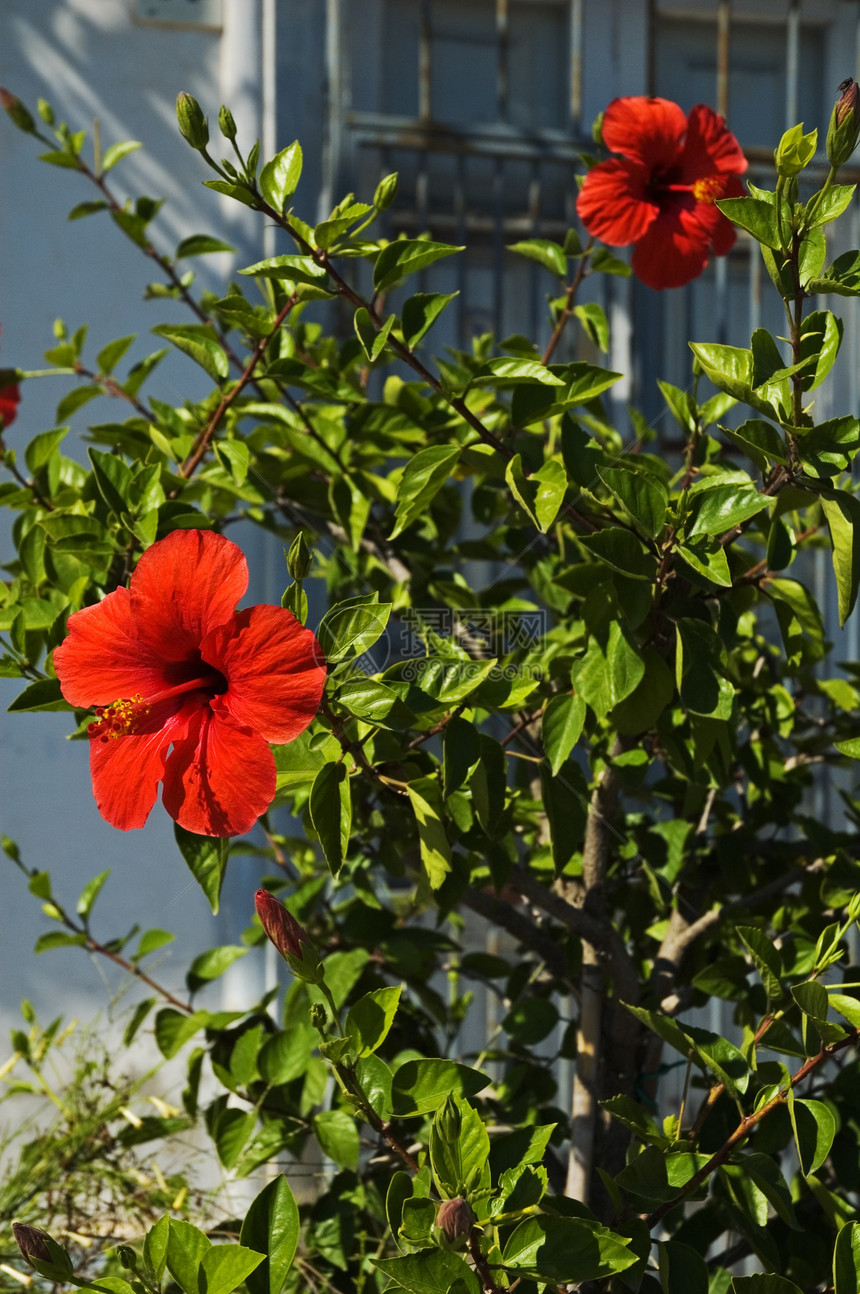 两朵红色的花皮花图片