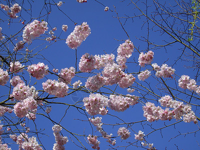 花樱桃树枝枝条晴天粉色灌木背景图片