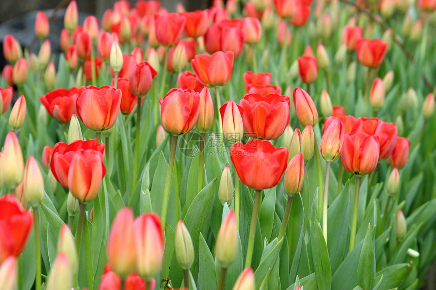 红色郁金香季节团体叶子植物学绿色花瓣花园活力花束植物图片
