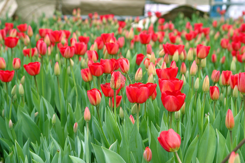 红色郁金香活力绿色花束植物学植物季节花瓣叶子花园团体图片