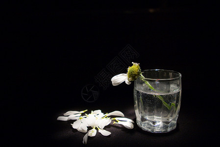 菊花玻璃白色黄色玫瑰绿色黑色背景图片