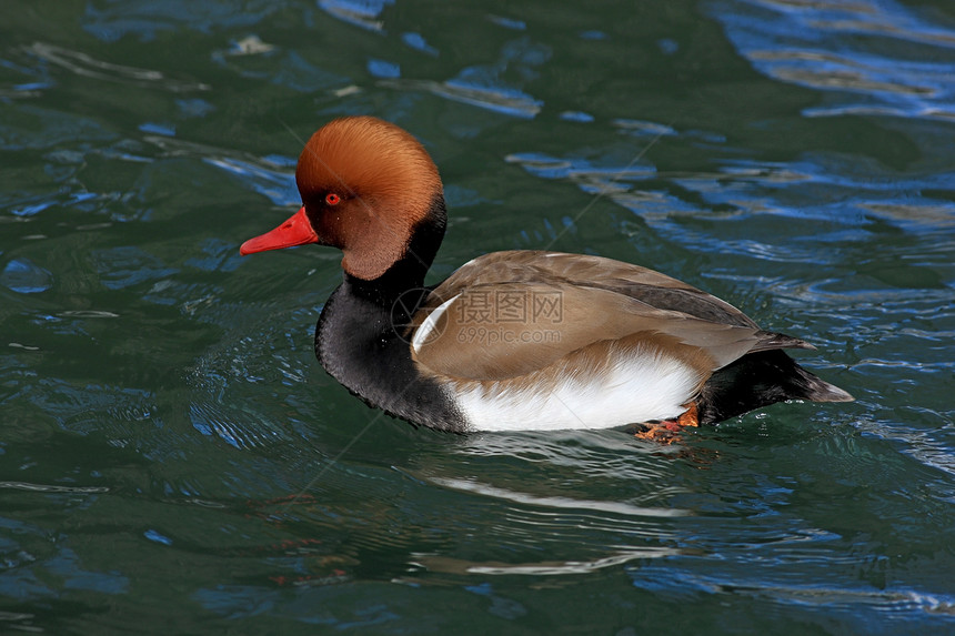 游泳鸭男性白色鸟类动物棕色野生动物波峰凤头黑色红色图片