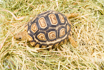 龙龟Geochelone 帕达利斯动物眼睛乌龟爬行动物爬虫野生动物受保护生物背景