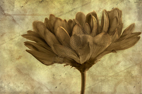 褐色棕色花瓣背景图片