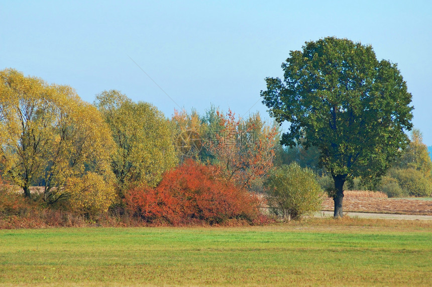 秋落颜色绿色季节树木蓝色天空棕色农村图片