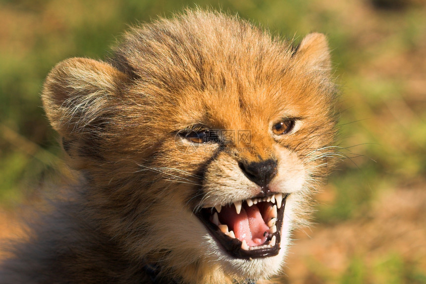 愤怒的幼崽荒野哺乳动物捕食者外套幼兽眼睛力量野生动物牙齿危险图片