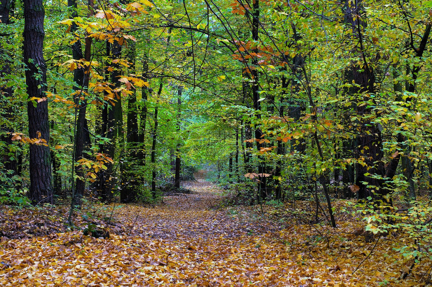 秋瀑树木季节季节性公园森林绿色树叶图片