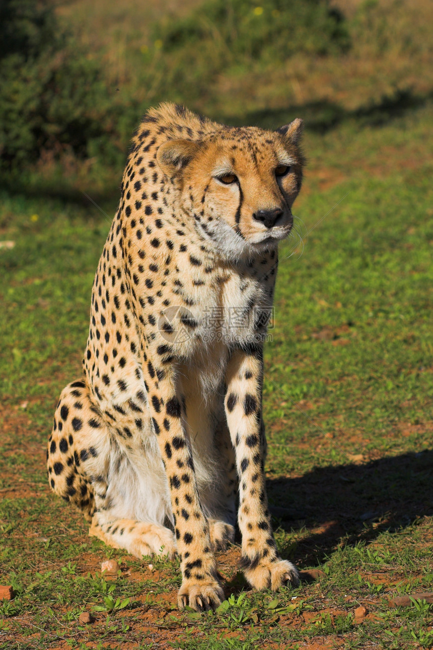 猎豹力量荒野猎人情调异国食肉公园速度动物哺乳动物图片