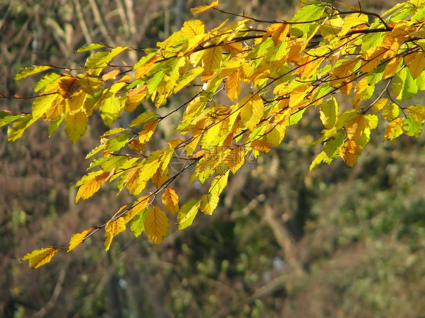 带有树树的自然背景天空枝条黄色叶子图片
