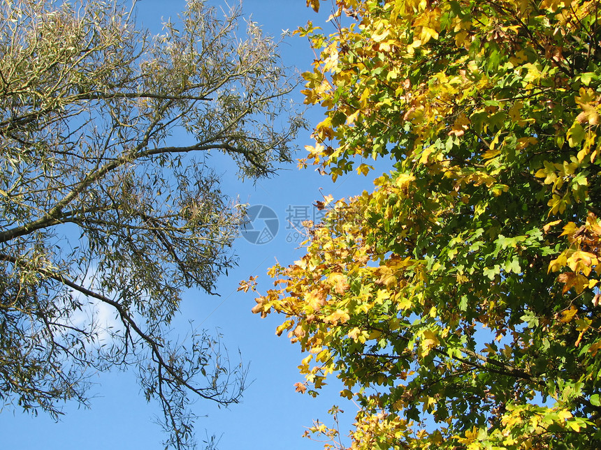 带有树树的自然背景天空叶子黄色枝条图片