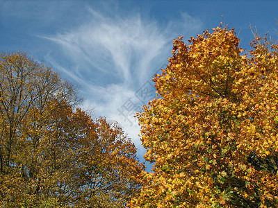 带有树树的自然背景黄色天空枝条白色叶子背景图片