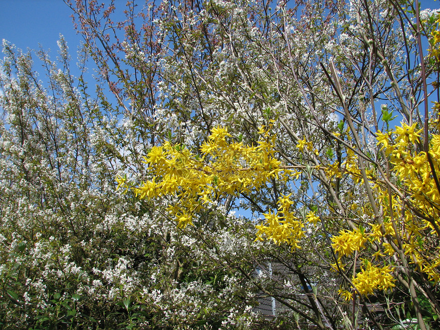 带有树树的自然背景黄色天空白色鲜花图片