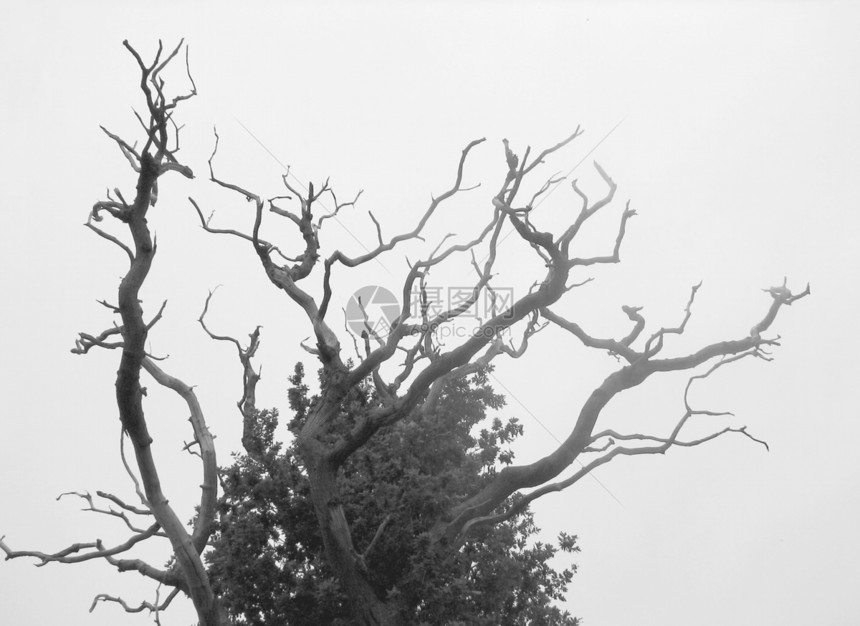喷雾中死橡树的自然背景图片