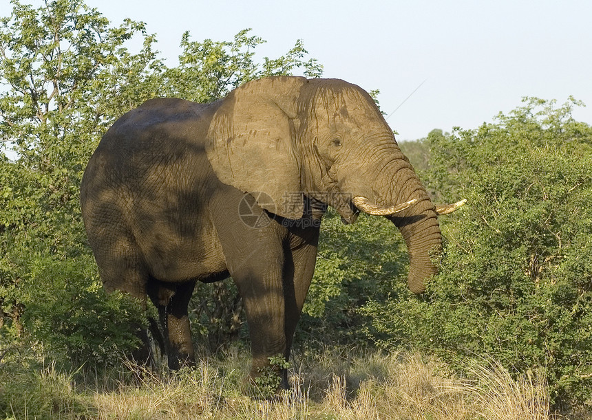 非洲大象象牙野生动物耳朵树干动物力量身体荒野植物动物群图片