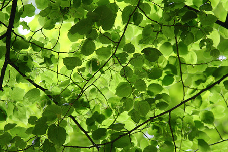绿叶季节性植物叶子森林分支机构季节树木树叶背景图片
