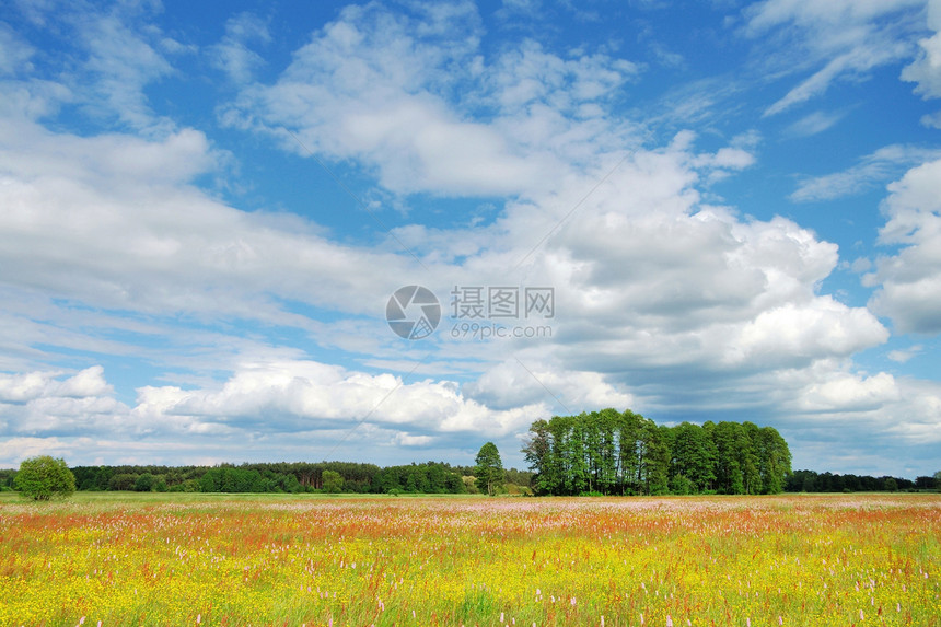 春季风景绿色植物群草地蓝色农业树木花朵场地乡村季节性图片