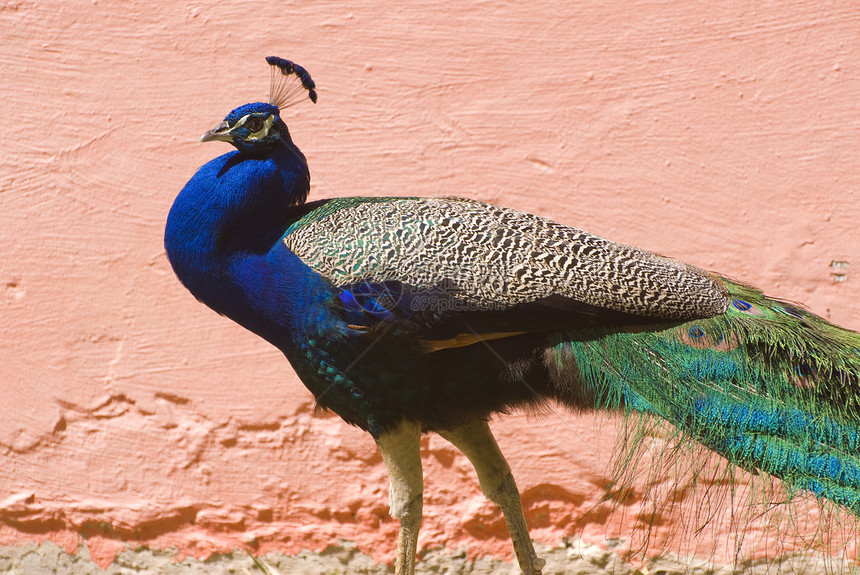 印度蓝孔雀克里斯蒂塔斯省孔雀蓝色鸡冠花岛屿皇家男性图片