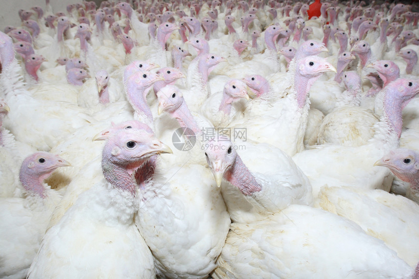 一组火鸡团体公鸡白色家禽家畜羽毛食物房子农场动物图片