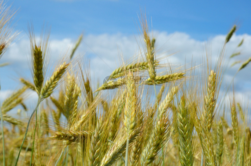 谷物粮食农业乡村场地农村小麦天空农场收成生长图片