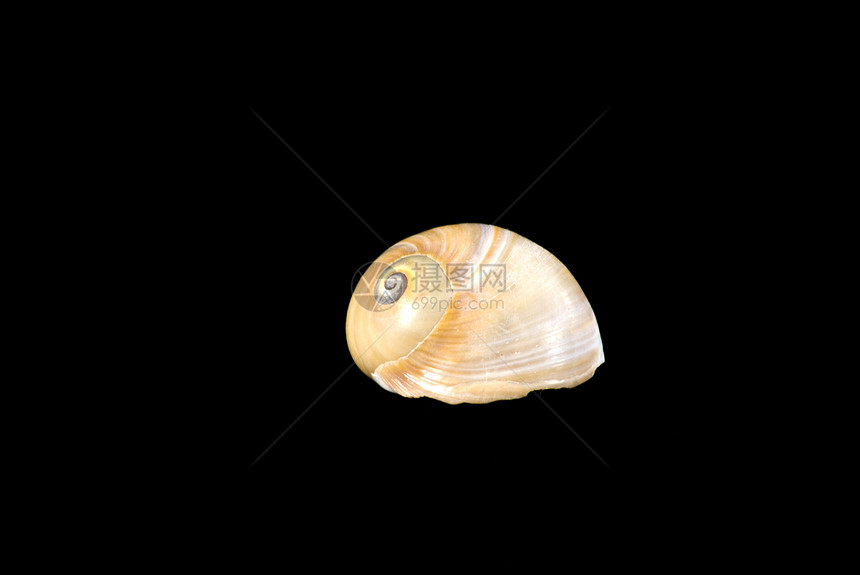 贝壳被隔离家居房子花园影棚黑色蜗牛动物图片