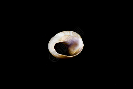 分离的螺壳贝壳背景图片