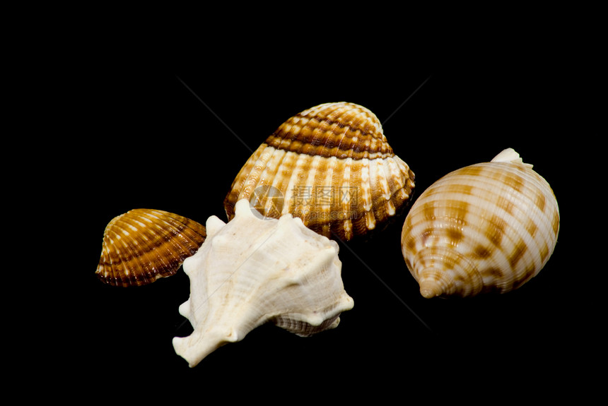 贝壳收集静物海上生活工艺动物棕色甲壳条纹牡蛎珍珠纹理图片