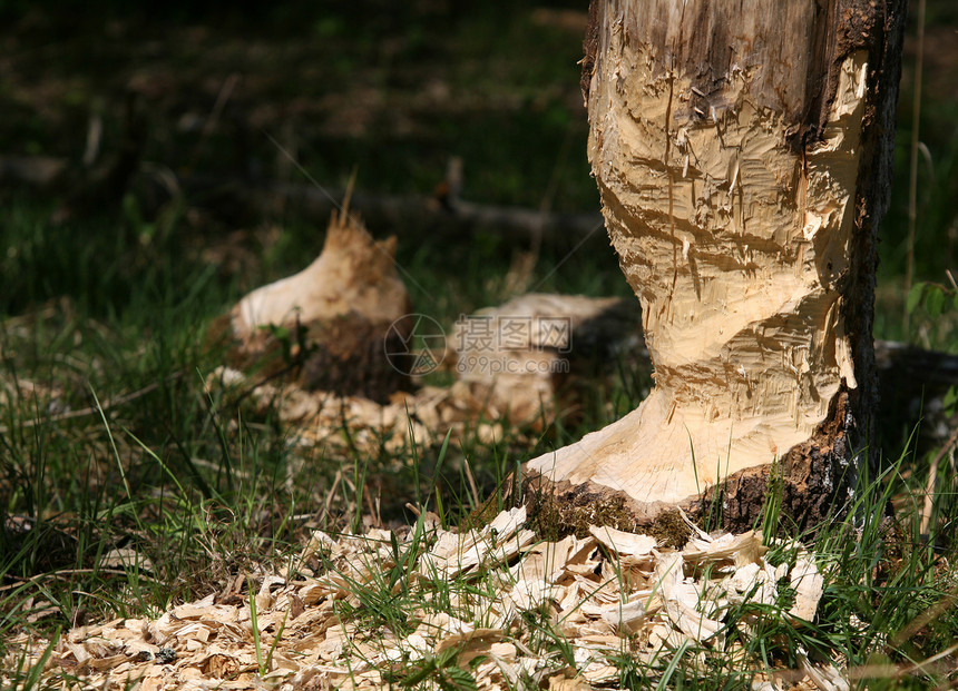 海狸树木材环境植物树桩地区池塘森林日志树木剥皮图片