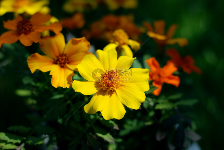 太阳光植物学阳光花园花粉万寿菊美丽阴影花瓣花朵植物图片
