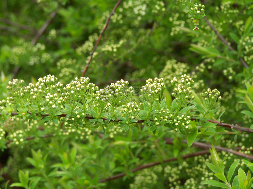 白的 绿的衬套棕色白色灌木季节性绿色花瓣树叶宏观季节图片