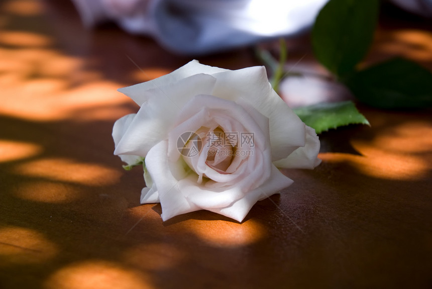白玫瑰花场景宏观柔软度浪漫曲线玫瑰玫瑰花瓣婚礼花瓣白色图片
